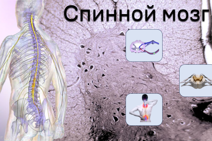 Спинной мозг