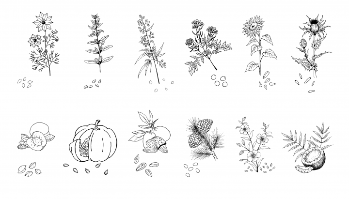 Серия иллюстраций для этикеток сыродавленного масла