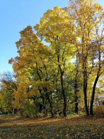 золотая осень