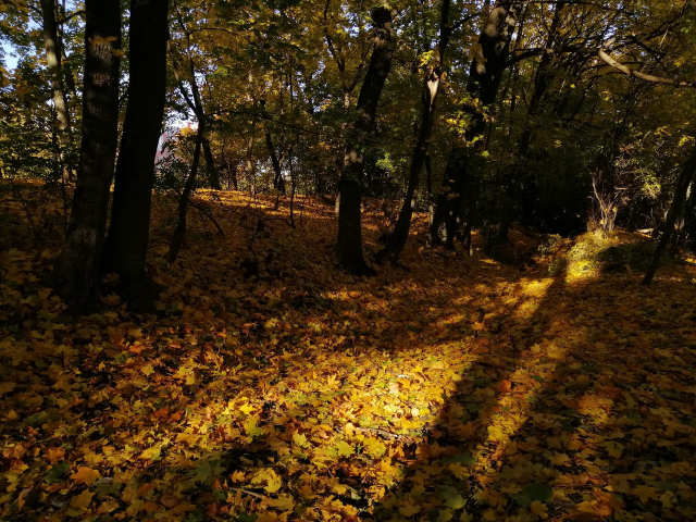 золотая осень