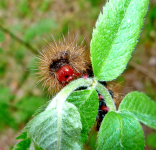 Работа 1412142