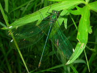 Работа 1412137