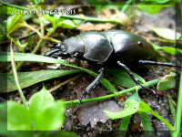 Работа 1412130