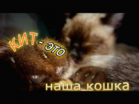 Домашний питомец