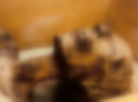 Квест в реальности "Гробница Фараона", Новосибирск