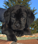 проект электроснабжения коттеджа