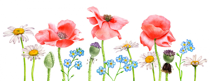 Полевые цветы