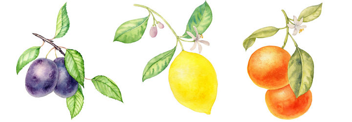 Ветки сливы, апельсина и лимона