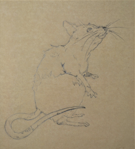 Рисунок карандашом