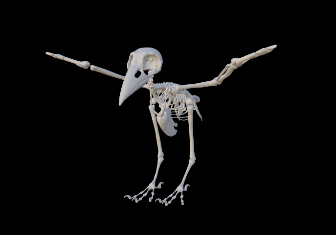 Скелет вороны