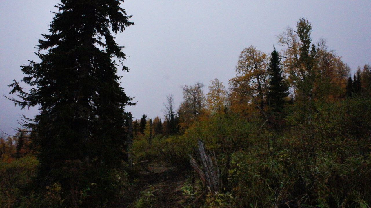 pic4409266.jpg