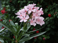 Олеандр – цветок в вашем доме
