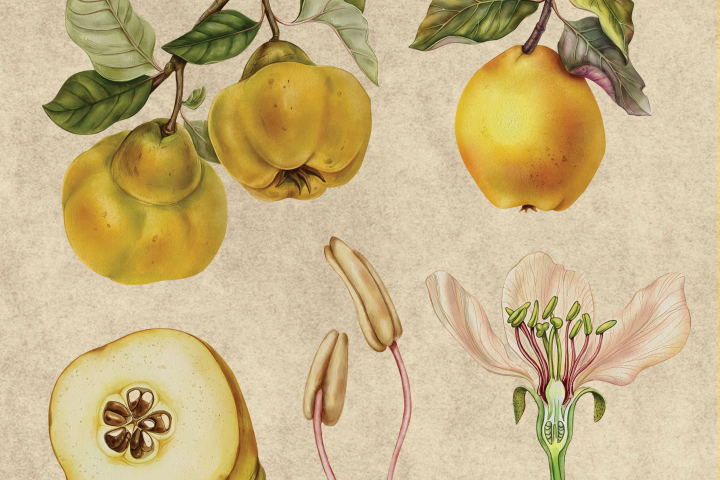 Иллюстрации для этикетки сидра