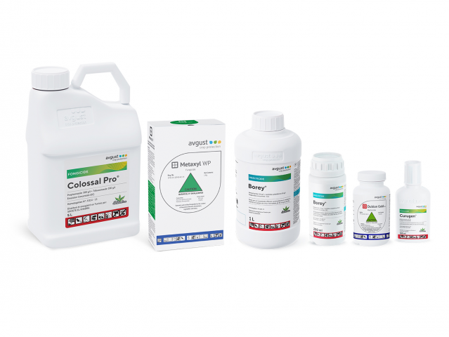 Мокапы для Avgust