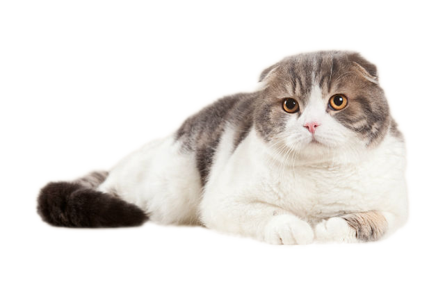 Коты