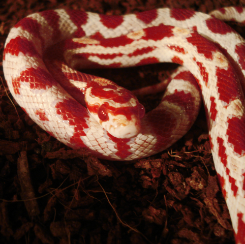 Работа 4032352