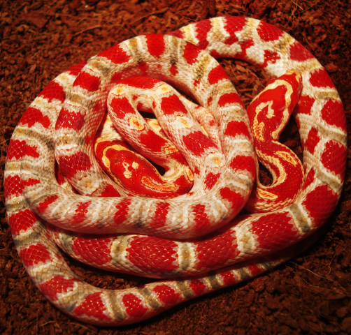 Работа 4032351