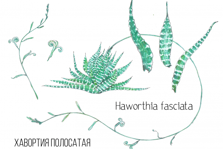 Ботаническая иллюстрация для журнала