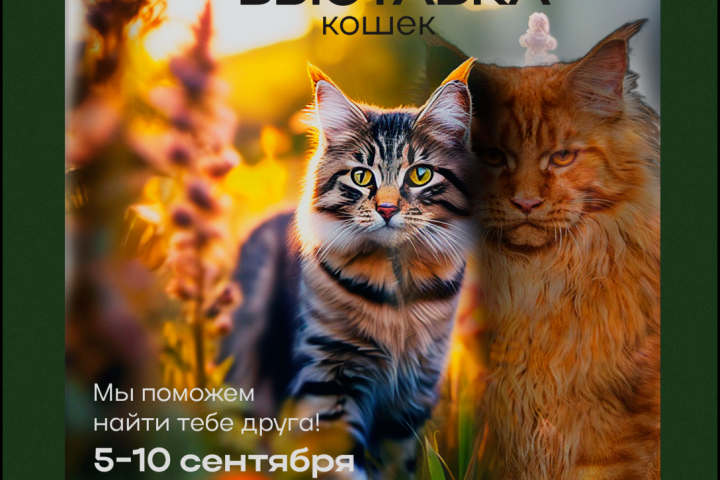 Рекламный банер Выставки кошек