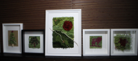 MossArt