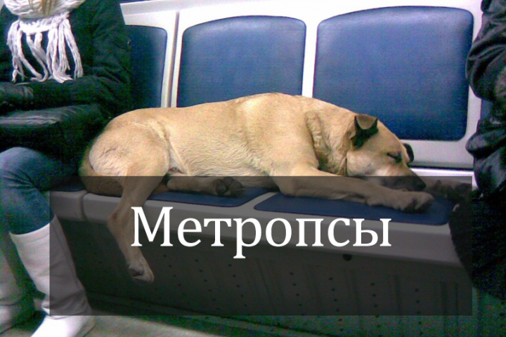 Интересные факты: Метропсы