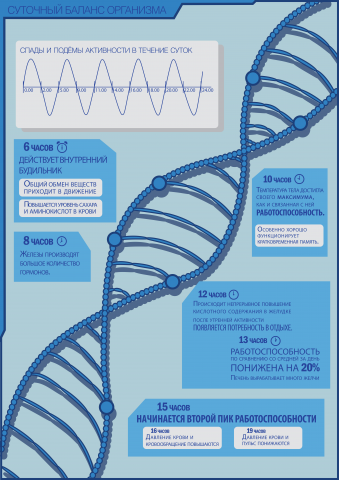 Учебный проект - биоритмы человека в течении дня
