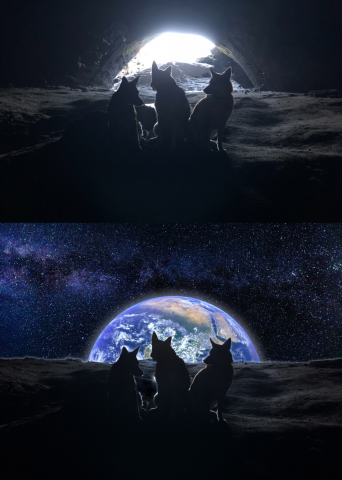 Собаки на Луне