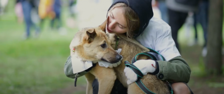 Love Dogs