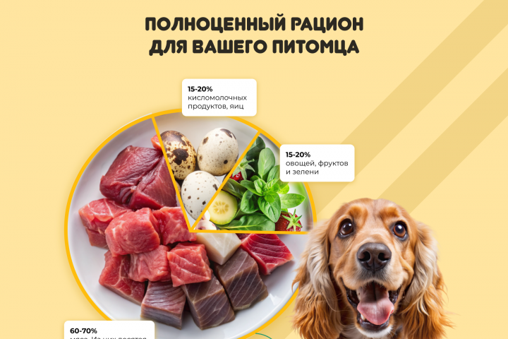 Дизайн лендинга питания для собак в FIgma