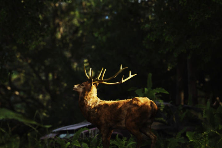 Forest inUnreal Engine 5