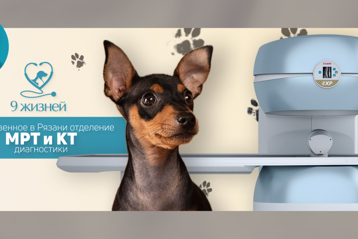 Баннер ветеринарной клиники