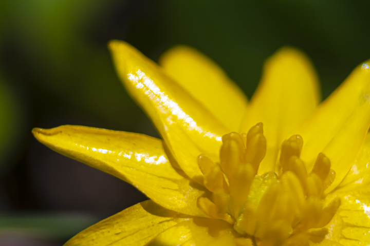 Макросъёмка цветов