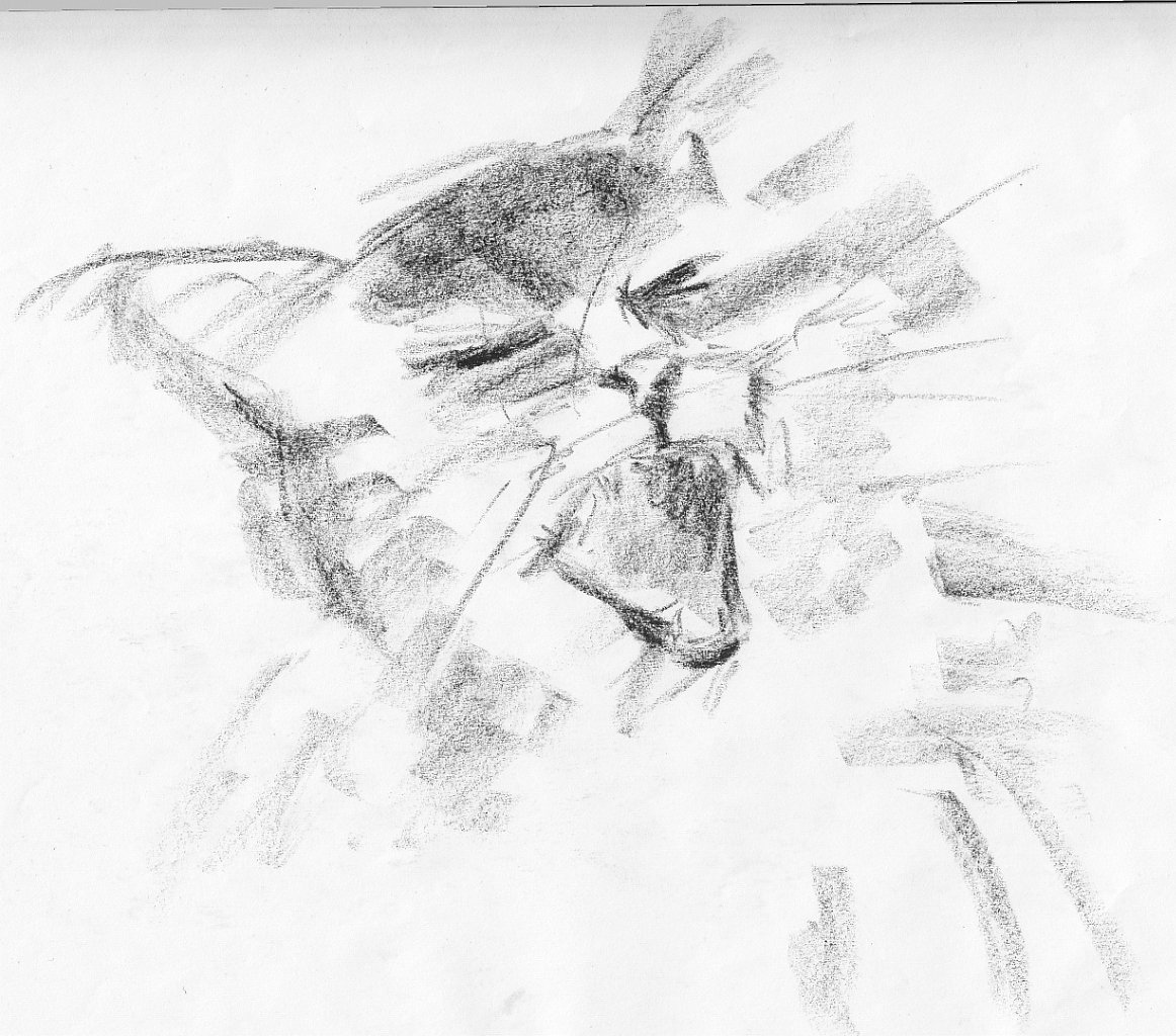 pic2347158.jpg