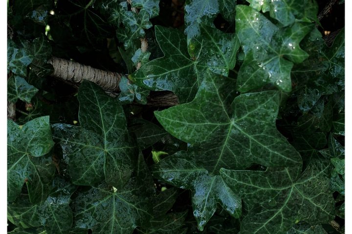 banner image
