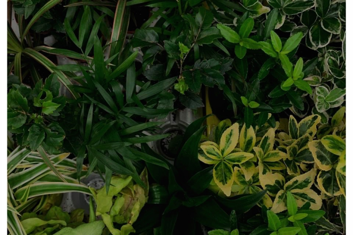 banner image
