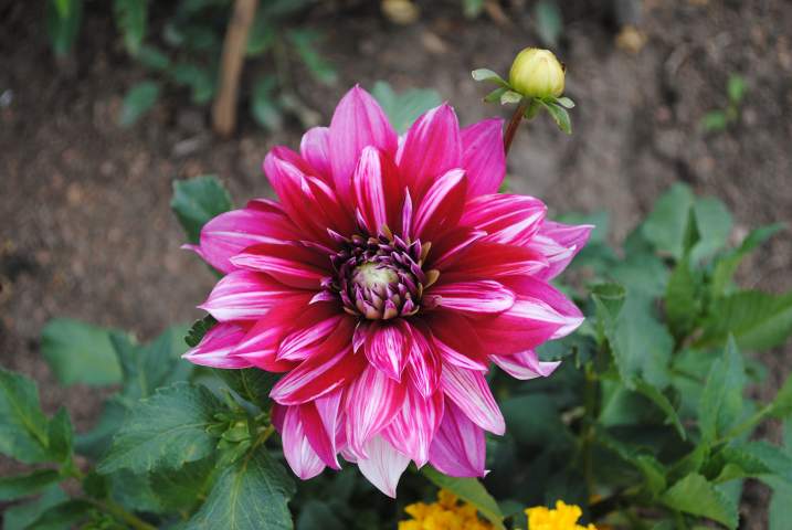 Цветок Георгины летним днём