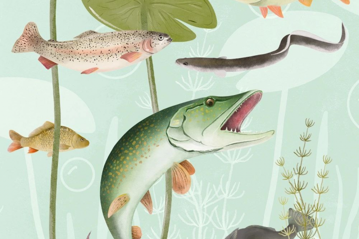 Иллюстрации для фотосервиса