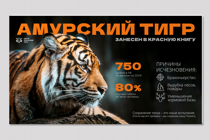 Слайд для презентации к международному дню тигра