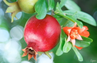 Выращивание гранатовых деревьев