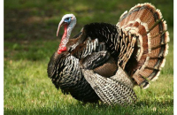 Разведение индюков в домашних условиях