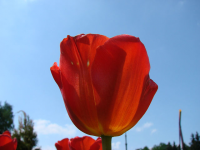 тюльпан
