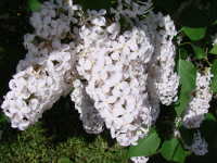 Работа 1849831