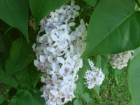 цветы сирени