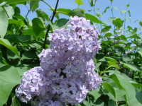 цветы сирени