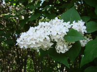 цветы сирени