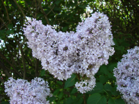 цветы сирени