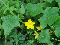 огурец цветущий