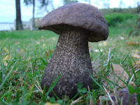 Подберезовик