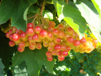 ягоды калины