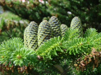 шишки китайской пихты